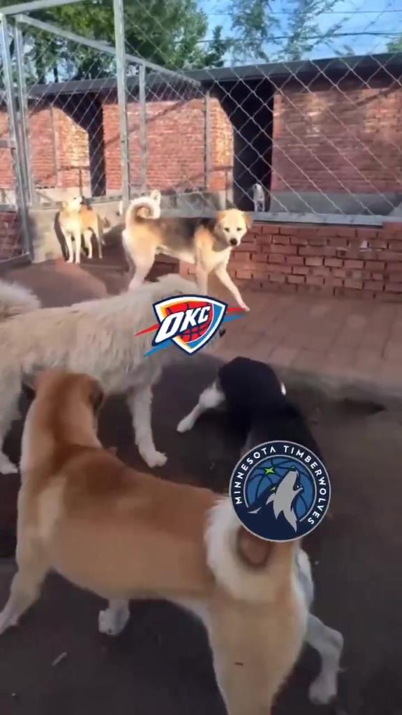 太有活了！美媒惡搞：狗王雷霆嚇退掘金灰熊，把森林狼按地上